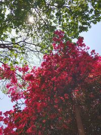 Low angle view of tree against sky