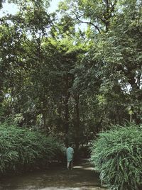 Rear view of woman walking by trees in forest