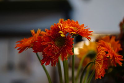 Close-up of orange flowering plant