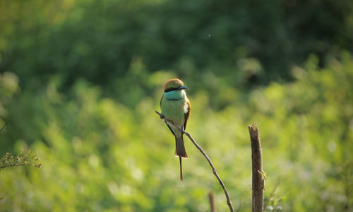 Close-up of bird perching on branch