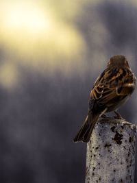 Close-up of a bird