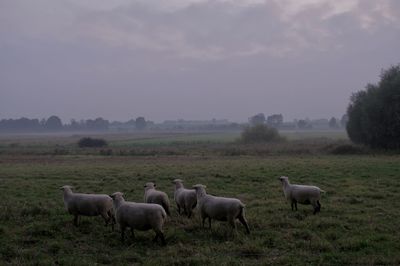 Sheep on landscape against sky