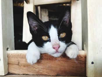 Close-up portrait of cat