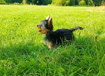 View of a dog running on grassy field