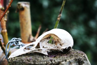 Close-up of animal skull on tree stump