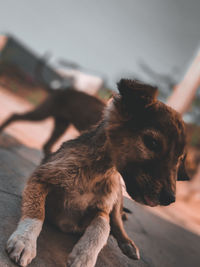 Close-up of dog lying on floor