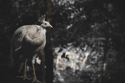 Close-up of bird perching on a land