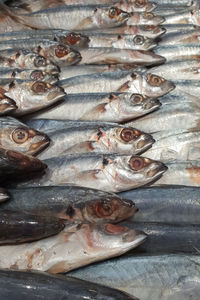 High angle view of fish for sale in market