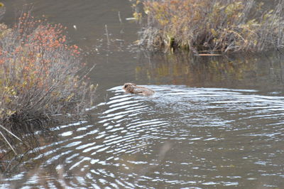 High angle view of ducks swimming in lake