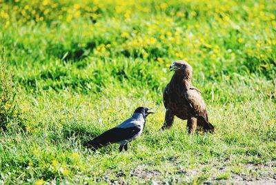 Mallard duck on field