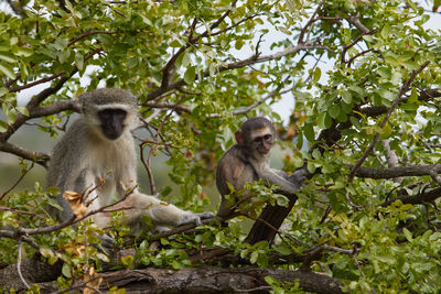 Mother and child vervet monkey in a tree