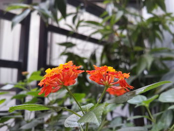 Close-up of orange flower