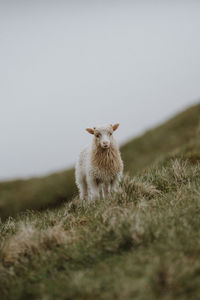 Portrait of a cat on field