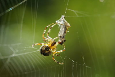 Close-up of spider on web