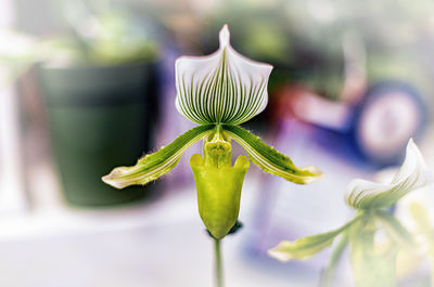 Close-up of white flowering plant