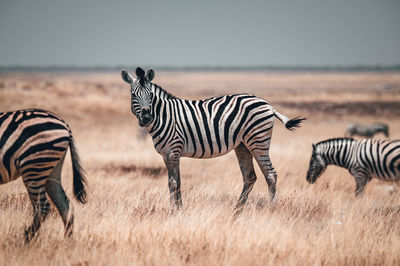 Zebras on a field