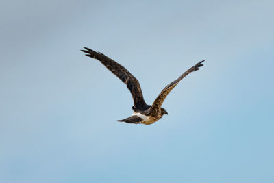 Low angle view of seagull flying against clear sky