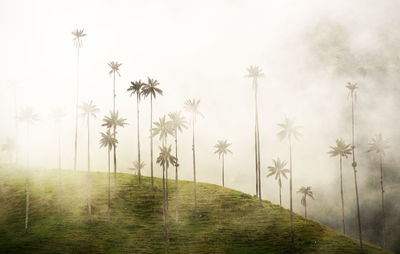 Trees on field against sky