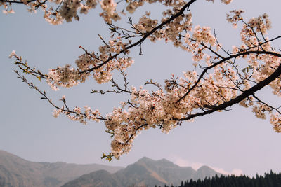 Low angle view of apple blossoms in spring against sky