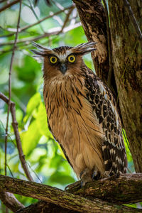 Portrait of owl perching on tree