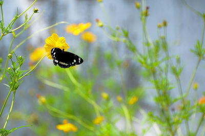 Butterfly pollinating on flower