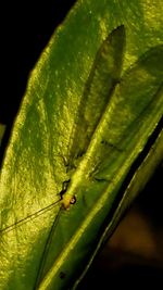 Close-up of insect on leaf