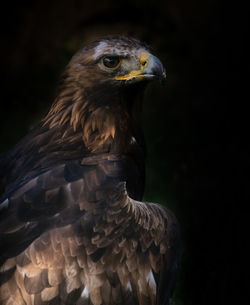 Close-up of eagle