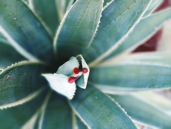 Close-up of succulent plant