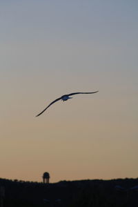 Silhouette bird flying against clear sky during sunset