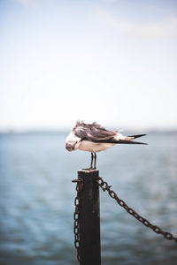 Seagull perching on wooden post