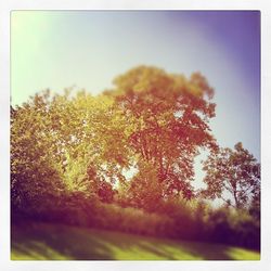 Trees in park