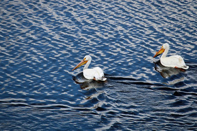 High angle view of swans swimming in lake