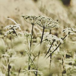 Close-up of wilted plant on field