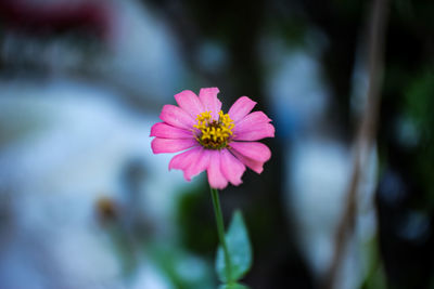 Close-up of pink flower