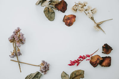 Close-up of dried plant against white background