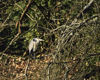 Bird perching on branch