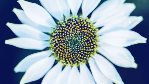 Close-up of white flower