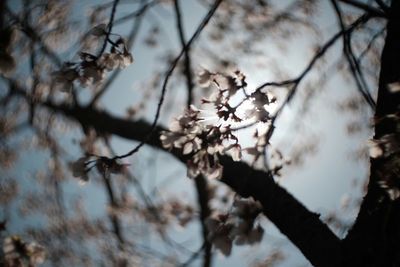 Close-up of leaves on branch