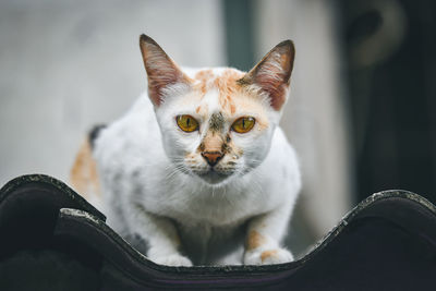 A cat with three colored stripes is staring at the roof.