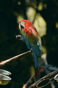 Close-up of parrot perching on branch