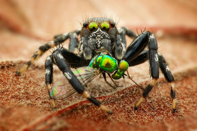 Close-up of spider