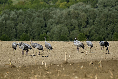 Flock of sheep walking on field