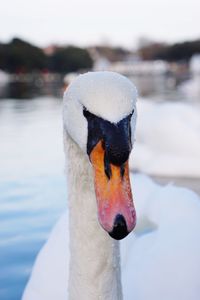 Close-up of swan