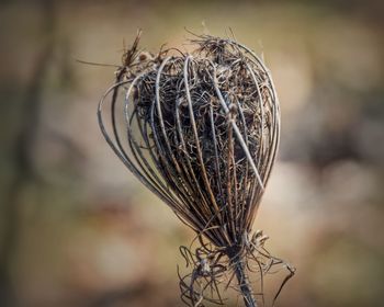 Close-up of plant against blurred background