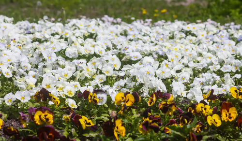 Close-up of purple flowering plants on field