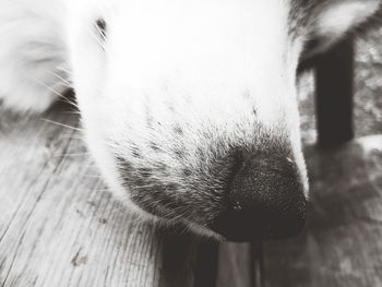 Close-up portrait of dog