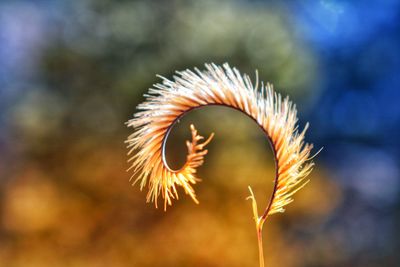 Close-up of flower against blurred background