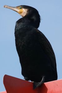 Bird perching on a rock