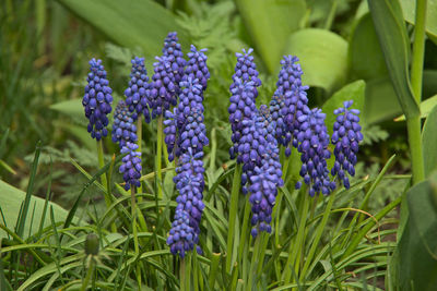 Close-up of purple flowering plants on field