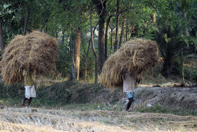 Farmers carrying hay bale on field against sky